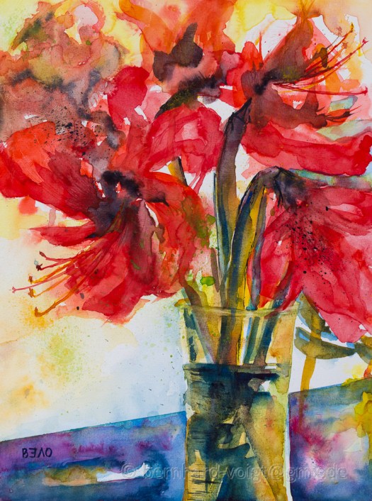 Ritterstern I - Amaryllis I